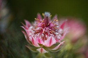 Small And Pink Protea